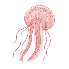 Pink Jellyfish Illustration