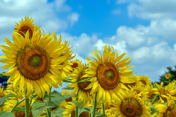 ヒマワリの花（Sunflower）