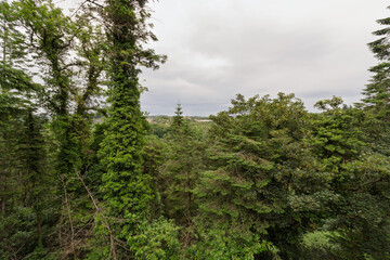 A lush green forest with a large tree in the foreground