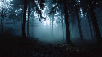 Obraz premium Dark and Mysterious Foggy Forest with Tall Trees in Soft Atmospheric Light