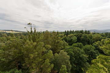 A forest with trees and a cloudy sky