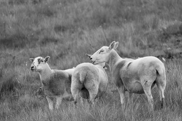 Obraz premium Three sheep standing in a field