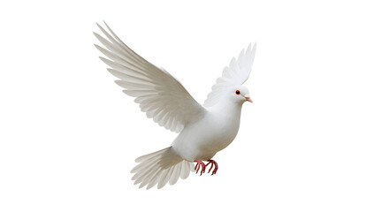 Dove of peace, white background, 3D illustration, symbol of faith and spirituality.