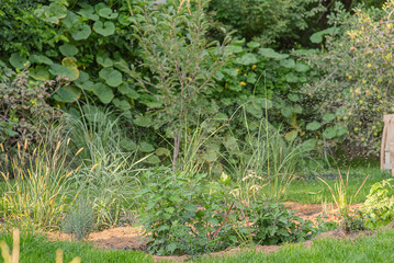 A garden with trees, bushes, flowers and vegetables.