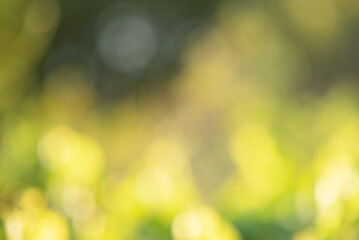 Obraz premium Abstract defocus light green natural background. Blurred leaves with water drops. Bokeh.