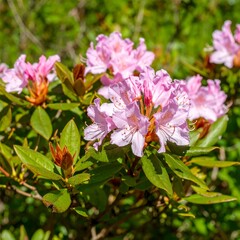 Obraz premium Pink flowers and leaves