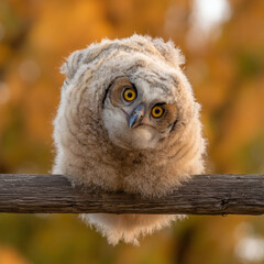 Obraz premium Juvenile Owl Wildlife Portrait Avian Curious Resting Young Raptor Fluffy Organic Forest Autumn Leaves Brown Gray Feathers Owlchick Closeup Perching Eyes Cute Wildlifephotography Smallbird