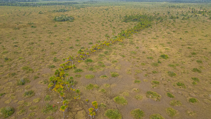 Aerial view of the extensive Amazonian humid savannah plain, located between Bolivia and Peru, Pampas del Heath (Peru-Bolivia) and those of Yacuma (Bolivia)