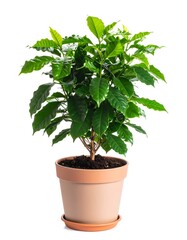 Obraz premium Coffee plant in terracotta pot
