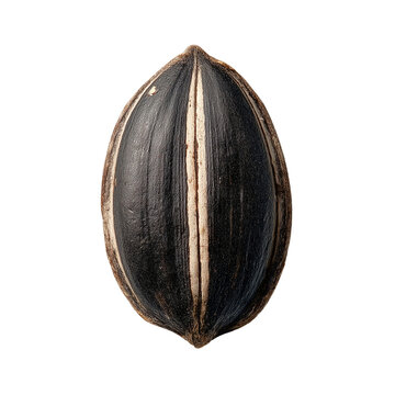 Sunflower seed close up single seed food ingredient agriculture healthy snack isolated on transparent background, png