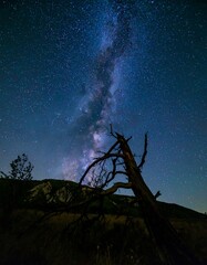 Milky Way over dead tree (1)