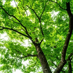 Fototapeta premium Lush green canopy, sunlight filtering through leaves