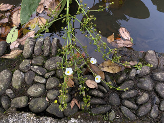 Flower of Sagittaria latifolia or Broadleaf arrowhead, blooming on pond