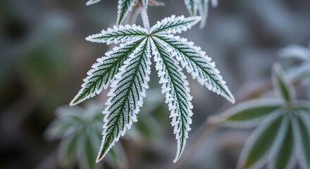 Closeup of a cannabis leaf covered in frost crystals during the winter season outdoors