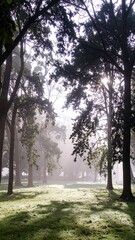 Misty park pathway