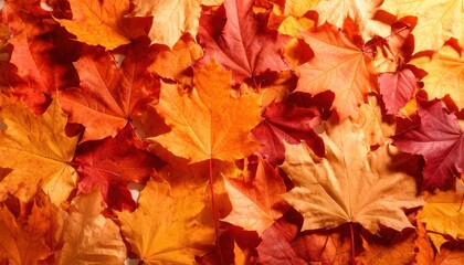 Obraz premium Vibrant Autumn Maple Leaves Background