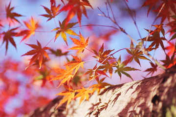 色鮮やかな秋の紅葉