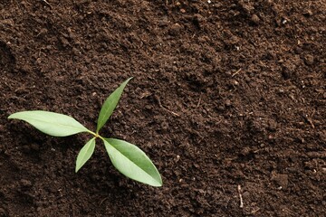 Young plant growing in soil as background, top view