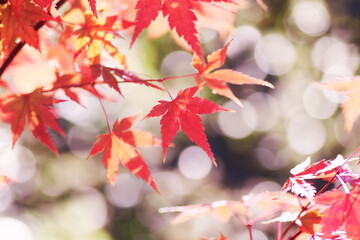 色鮮やかな秋の紅葉