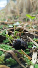 A close-up photo of empty rice husks lying among leaves and grass. You can use this for biology information and education.