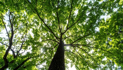 Fototapeta premium Lush green foliage of trees forms a vibrant canopy, sunlight filtering through the leaves.