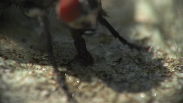 mosca domestica (Musca domestica)