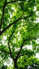 Fototapeta premium Lush green tree canopy (1)