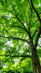 Fototapeta premium Lush green tree canopy