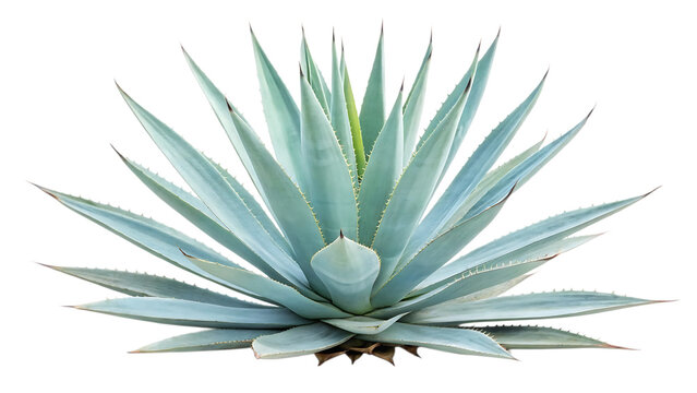 Agave Americana Images  Browse 7,518 Stock Photos, Vectors, and Video |  Adobe Stock