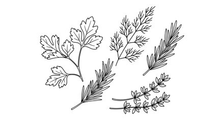 Detailed black and white illustration of various fresh culinary herbs, including parsley, dill, rosemary, and thyme.