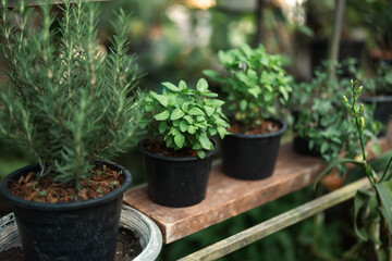 Bright blooming yellow and orange flowers in natural sunlight, symbolizing peace and environmental harmony, creating a cheerful and relaxing atmosphere in a beautiful outdoor garden setting