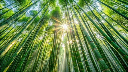 Fototapeta premium Sunlight filtering through a dense bamboo forest with green stalks and leaves