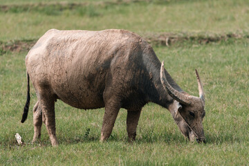Fototapeta premium Thai buffalo grazing on green pasture in rural countryside, showcasing traditional livestock, peaceful farm life, and agricultural heritage in natural outdoor environment under sunlight