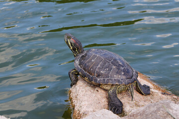 turtle on a rock near the water

