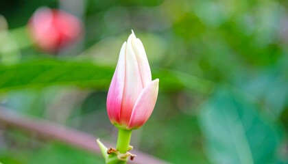 Close-up of a delicate pink and white flower bud.