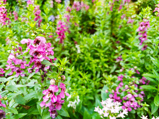 Fototapeta premium Field of Blooming Purple and White Angelonia Flowers in a Lush Green Garden, Purple Summer Snapdragons (Angelonia) in Full Bloom, Colorful Flower Bed with Angelonia Blossoms in Outdoor Garden.