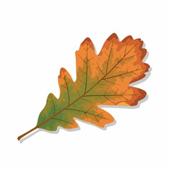 Fototapeta premium Vibrant Oak Leaf with Autumnal Hues and Detailed Veins
