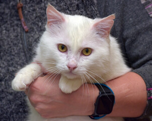 A white cat with golden eyes sits in a person's arms. Its face expresses calm and attention, its...