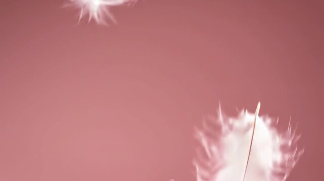 Soft white feathers falling on pastel pink background in slow motion
