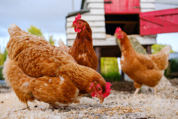 Chickens foraging in the barnyard, exploring the ground for grains and insects in a tranquil rural setting
