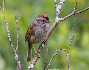 Close up of a cute swamp sparrow