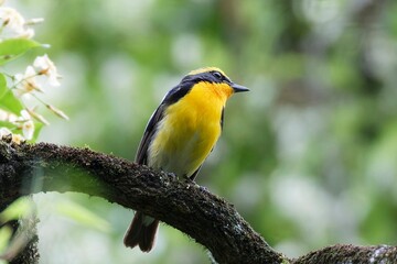 Obraz premium great tit parus major