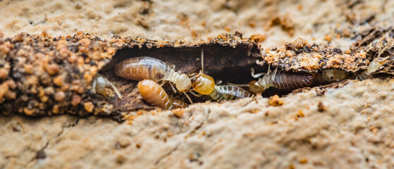 Termites eating wood, close-up view of destructive insects