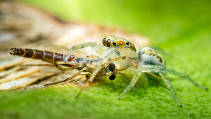 Jumping spider eating a crane fly on a green leaf