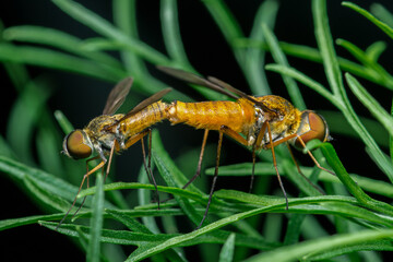 Two snipe flies mating on green grass blades