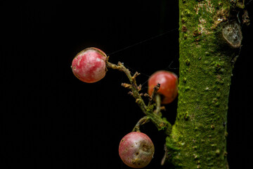 Ripe red berries hanging on branch with mossy tree trunk in background