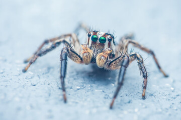 Jumping spider standing on a light blue surface