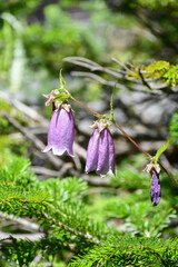 ホタルブクロ　Cornish Bellflower