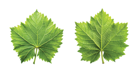 Wine Vine Leaf: A single fresh green vine leaf from a vineyard, sharp PNG