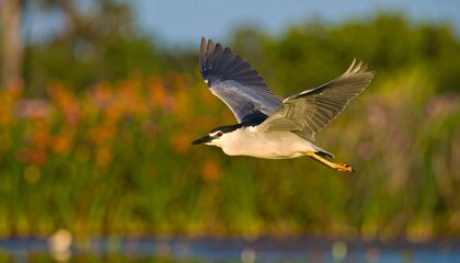 Black-crowned night-heron in flight over a blurred background.